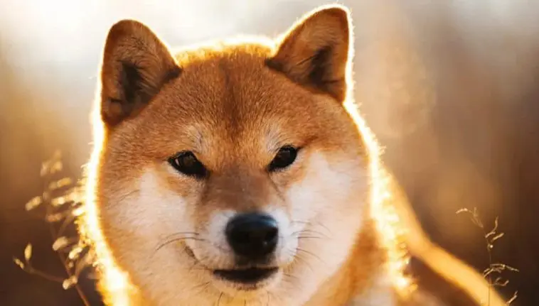 Kriptovaluta shiba inu